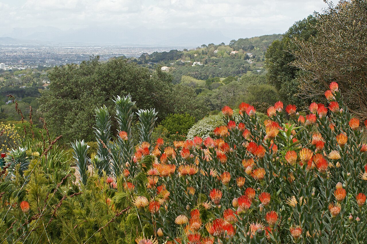 Cape Floristic Region.jpg