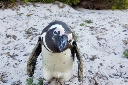 African Penguin (Cape Town)