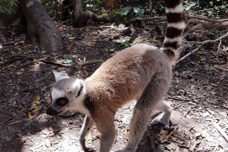 Ring-tailed Lemur (Knysna)