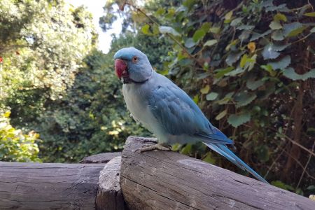Blue Parakeet (Knysna)