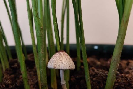 Pot Plant Mushroom (Cape Town)